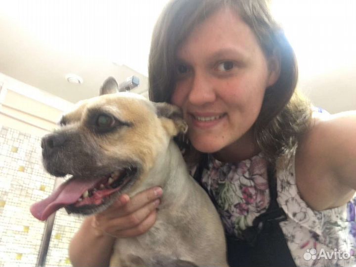 Груминг собак