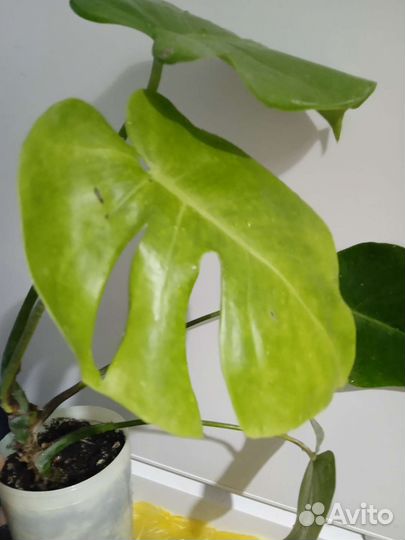 Комнатные цветы. Монстера