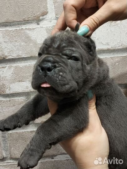 Щенки Кане Корсо