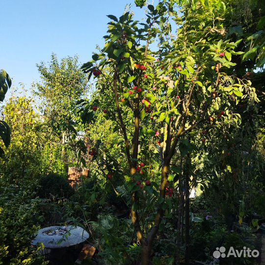 Яблоня райская,самшит,пихта кавказская