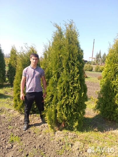 Туя колумна