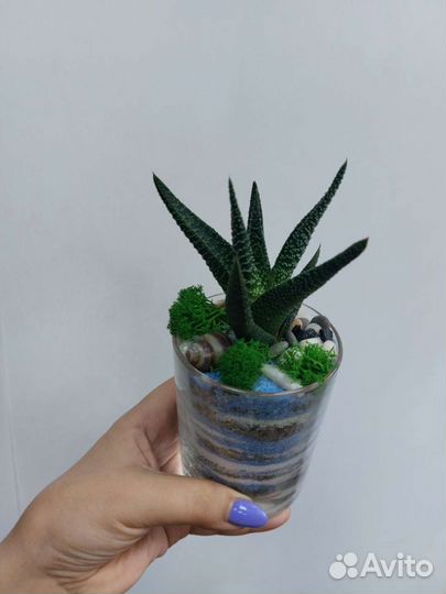 Кружечки с хавортией, с другими суккулентами