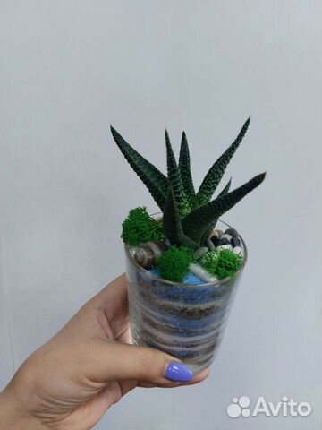 Кружечки с хавортией, с другими суккулентами