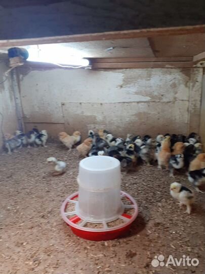 Цыплята суточные брама