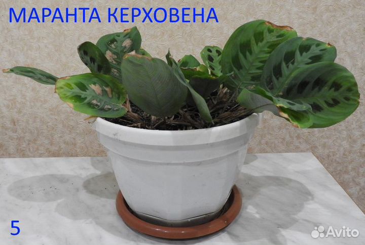 Комнатные цветы в горшках