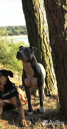 Щенки питбуля