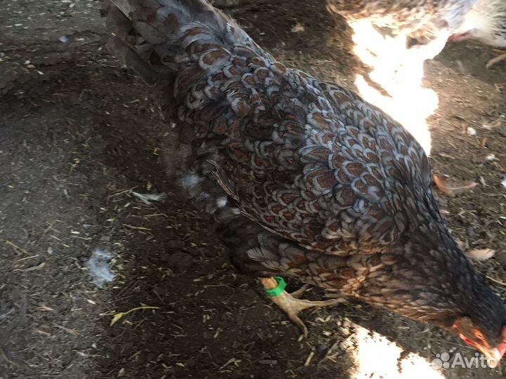 Куры несушки