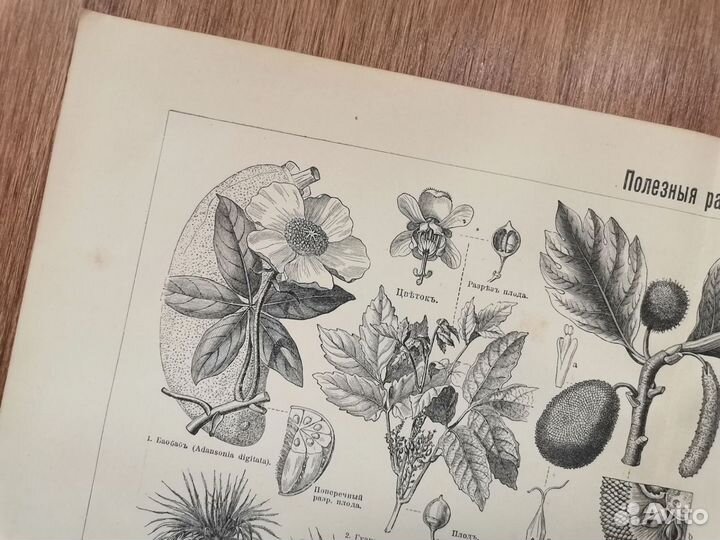 Антикварная гравюра. Полезные Растения. 1901 год