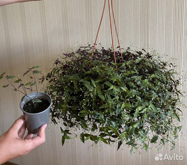 Комнатные цветы. Традисканция