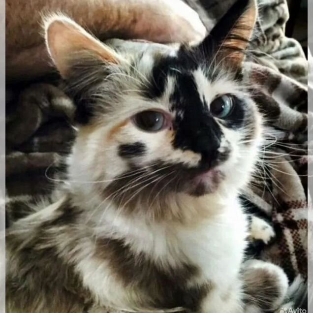 Взрослая, кошка в добрые руки