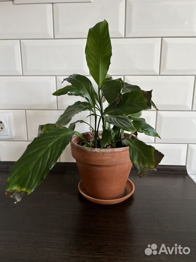 Растения в горшках