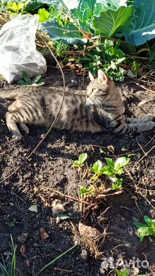 Котик 4 месяца метис
