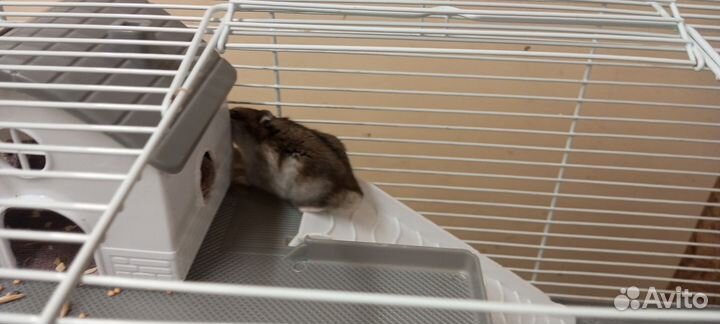 Джунгарские хомяки