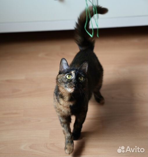 Кошка в добрые руки в дар