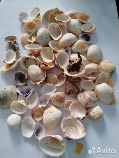 Ракушки для аквариума