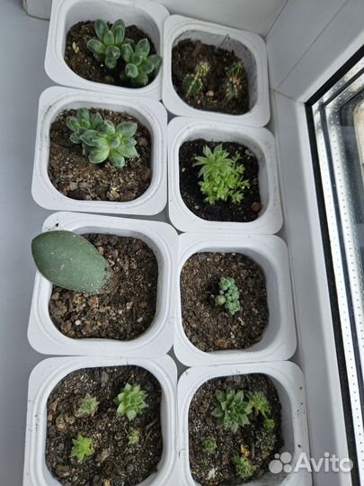 Суккуленты кактусы