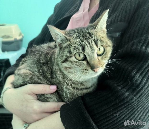 Кошка Матрешка