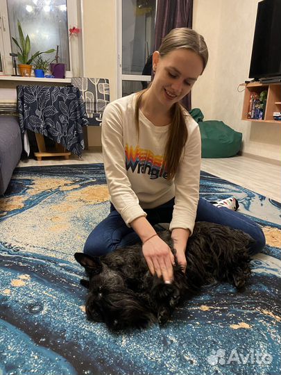 Реабилитация животных. Массаж собак. Кинезио