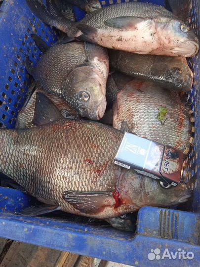 Свежая рыба.Судак линь щука филе фарш