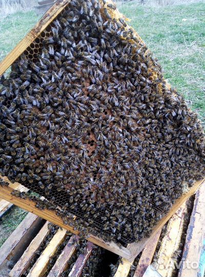 Пчелы карпатка