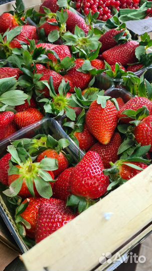 Свежая клубника Турция