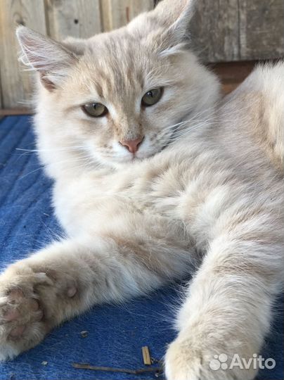 Котята 6 мес