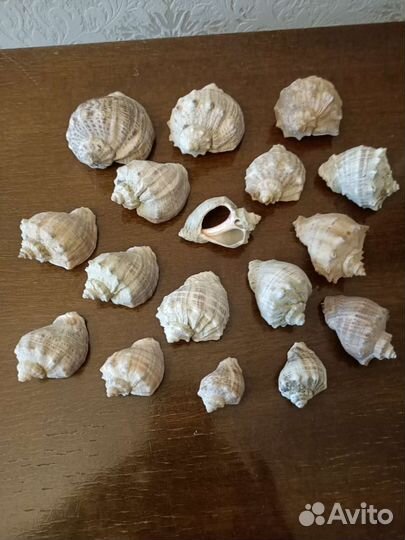 Рапаны, ракушки, створки моллюсков