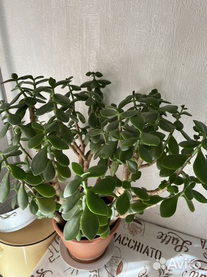 Толстянка или денежное дерево