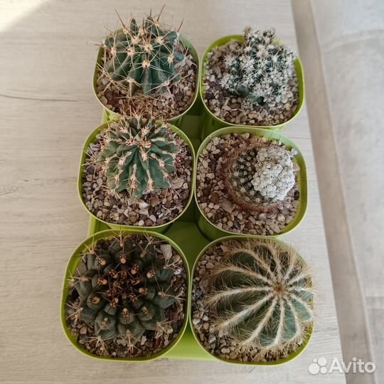 Кактусы