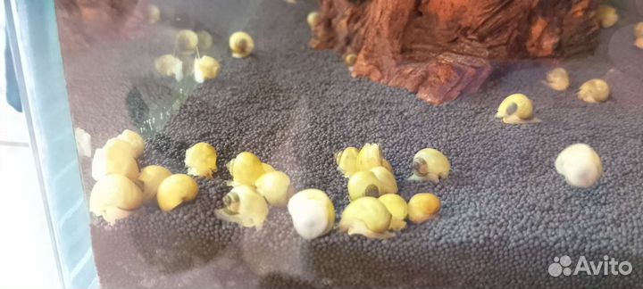 Отдам ампулярий