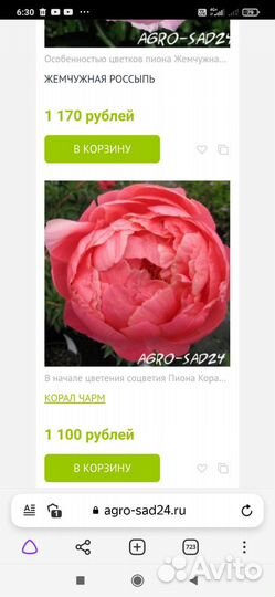 Пион Корал чарм и Сара Бернар