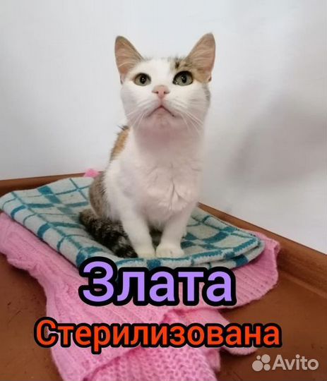 Кошечка в добрые руки
