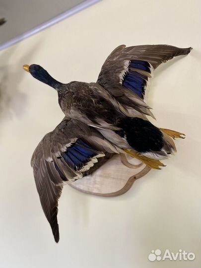 Чучела уток