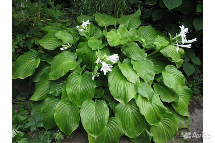 Хоста растение