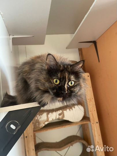 Ласковая кошка