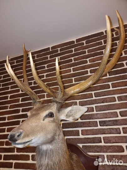 Чучело Оленя