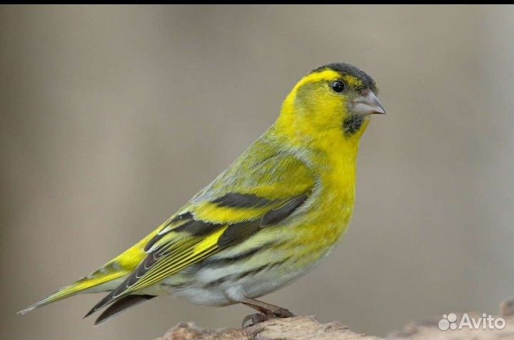 Клёст,щегол,чиж,щур