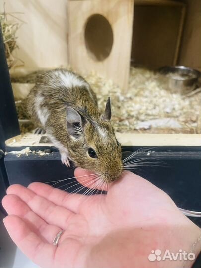 Чилийская белка дегу