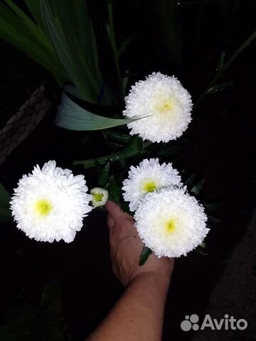 Ромашка Махровая