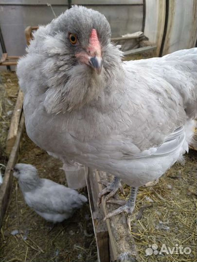 Яйцо Маран черно-медный и Амераукан Лаванда