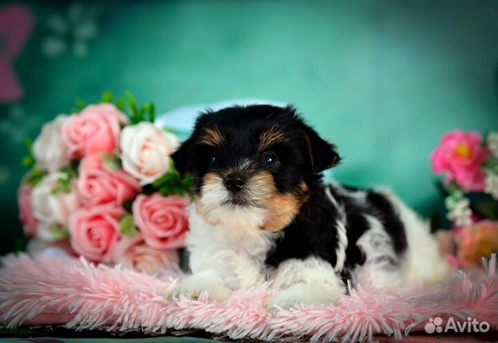 Малыш бивер