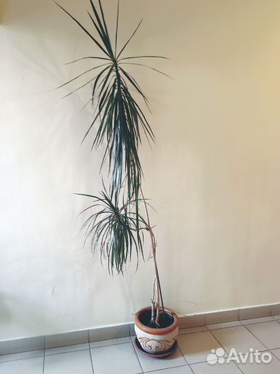 Драцена с горшком высота 2,5 метра
