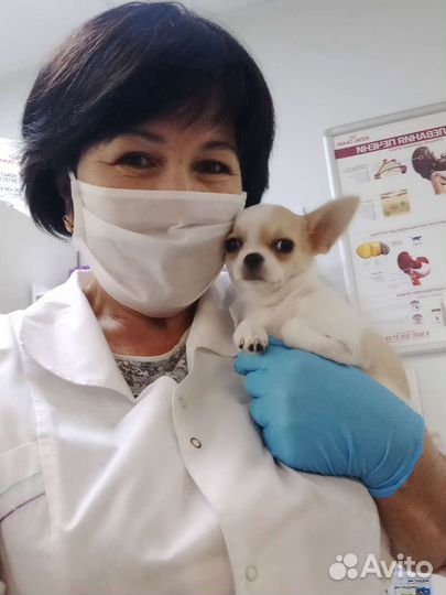 Ветеринарный врач выезд на дом