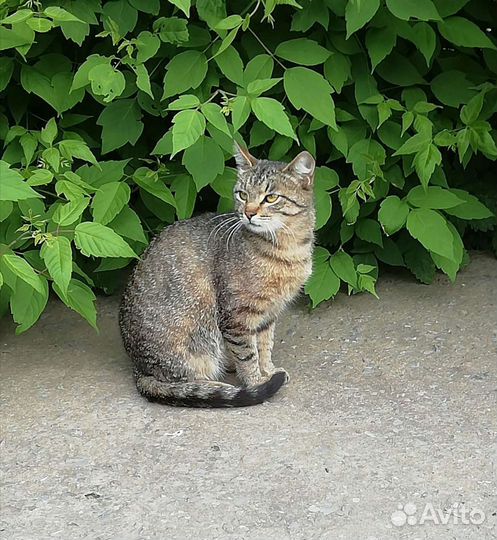 Стерилизованная Глаша ищет дом