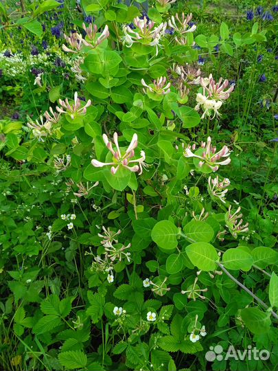 Продам декоративную жимолость(каприфоль)