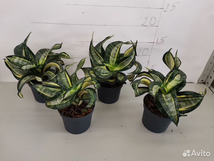 Сансевиерия ханни спираль