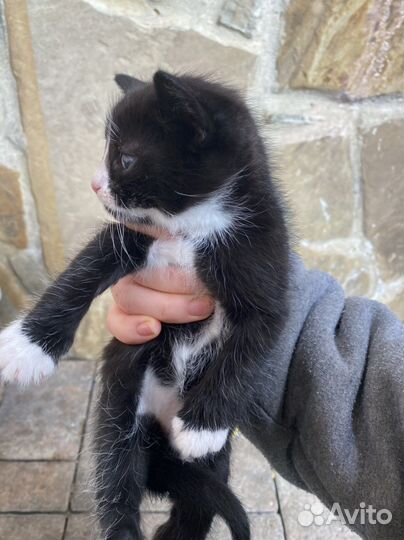 Котенок в добрые руки