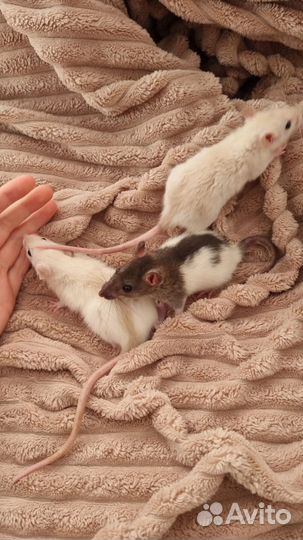 Крыса дамбо