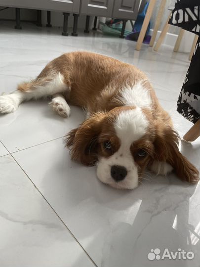 Кавалер кинг чарльз спаниель девочка