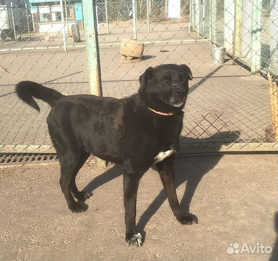 Тобик страшно устал от жизни в приюте